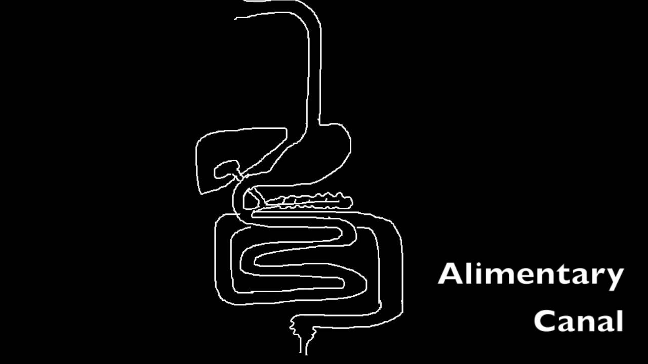 6.1.4 Draw and label a diagram of the digestive system