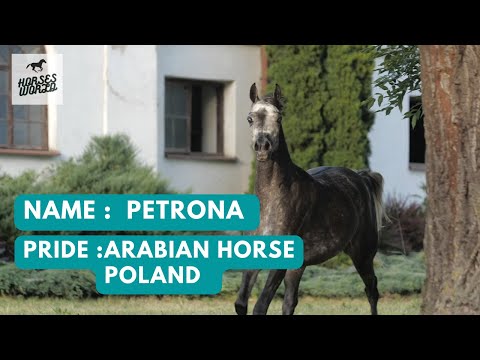 Arabian Horse  PETRONA - Abyad AA x Polka