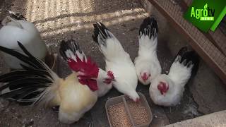 Download lagu BREEDING AYAM KATE CHABO mp3 Download lagu BREEDING AYAM KATE CHABO mp3