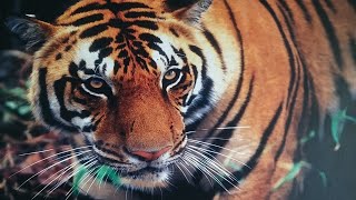 #aliporezoo #animals #kolkata #zoo