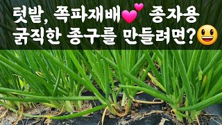 텃밭, 쪽파 재배