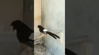 Download lagu Pancingan Murai Batu Kawin || Super Gacor mp3