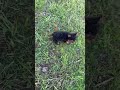 Yorkiepoo dogs for sale: Toby - Video 1
