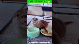 Download lagu Gudgudi routine throughout the day 😳 mp3