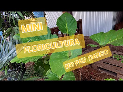 #  🌹REFÚGIO VERDE   NA MINI FLORICULTURA 🌴 NO PAU DARCO 🌴 ESTRADA DE MOSQUEIRO.  