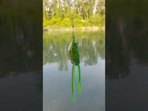 SAVAGE GEAR 3D  FROG 🎣🐸  #fishing #lure #lures #lurefishing #pesca  #frog  #spinning #shorts #rana