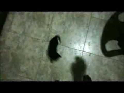 පිස්සු පූසා - mini Edition