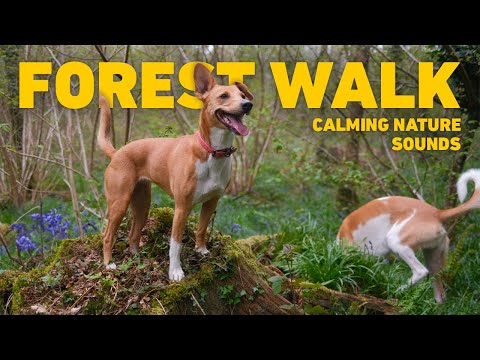 [NO ADS] Dog TV for Dogs to Watch 🐕 Virtual Dog Walk with Nature Sounds 🌲 Videos for Dogs