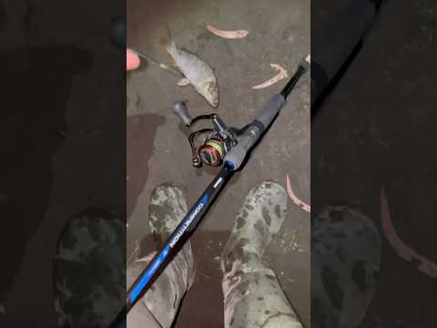 Pesca de carpas en hualañe -maule 🇨🇱