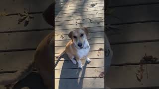 Video preview image #1 Labrador Retriever-Unknown Mix Puppy For Sale in The Woodlands, TX, USA