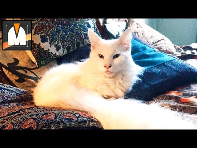Προφορά βίντεο gatti στο Ιταλικά