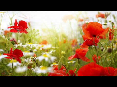 07 Peony red poppy flower video by-Gurjit Singh s.2017