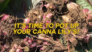 How To Plant Canna Bulbs