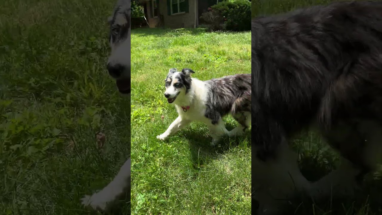 Ali, a ADOPTABLE Australian Shepherd in Alexandria, VA video 2/4