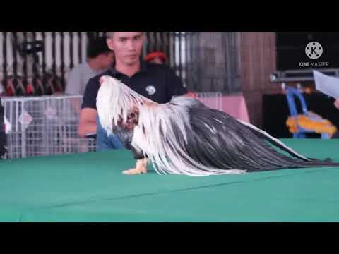 Top 10 Best Beautiful Rooster Chickens 🐓🐓🐔🐔