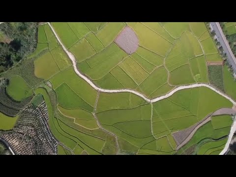 Espigas doradas de arroz reflejadas en las montañas y ríos de la Región Autónoma Zhuang de Guangxi