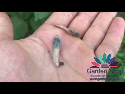 How do lupine flower seeds look like when they are ready to harvest - lupinus polyphyllus