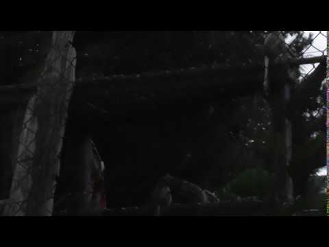 wildlife Unknown Monkeys Colchester Zoo Britain UK 23Aug17 1226p