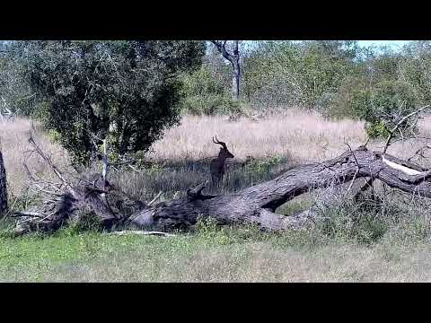 Djuma: Impala ram - 09:48 - 05/26/2022