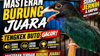 Download lagu Tengkek Buto gacor guru vokal burung juara #masteranburung,#tengkekbuto,#tengkekudanggacor, mp3