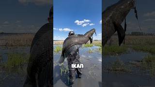 Strike ikan gabus monster di rawa rawa 😱 #casting #castinggabus #castingfishing🎣 #mancing #shorts