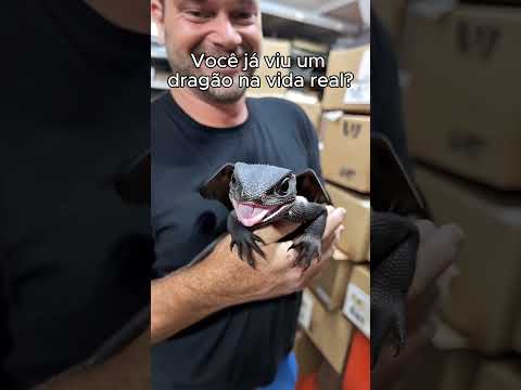 Um dragão na vida real??? #shorts