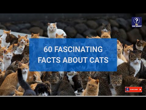 60 fascinating and amazing facts about cats for feline lovers-part 1#feline