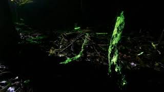 Download lagu (30 MENIT) Suara tetesan air dan jangkrik #RAX so mp3