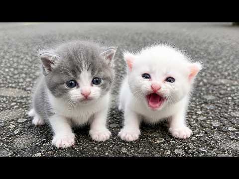 God bless these cats for finding me; I adopted them and gave them a new home.