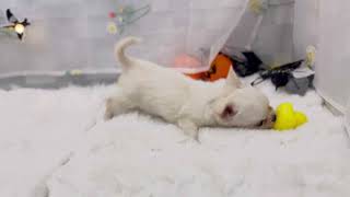 チワワ（ロング）の動画01