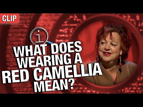 download lagu mp3 mp4 Camellia Double Red, download lagu Camellia Double Red gratis, unduh video klip Camellia Double Red