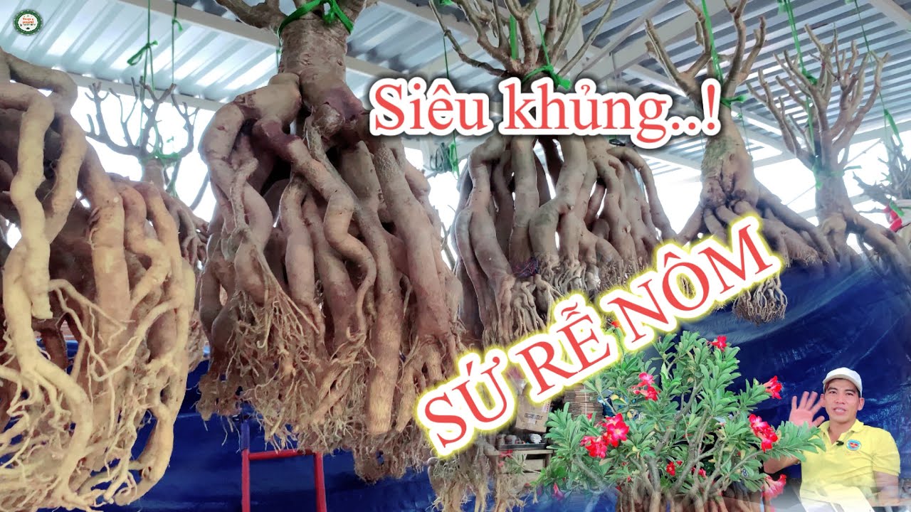Cách làm tàn cho cây sứ ngay từ đầu.| Truyền bonsai