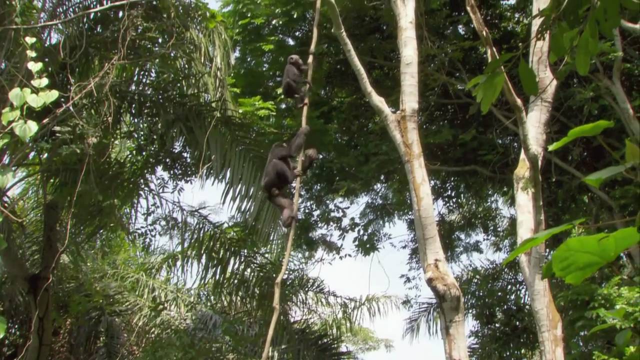 BONOBOS - Vidéo Bande-annonce