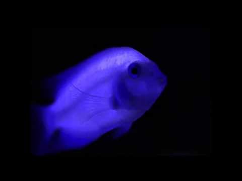 Rap Mix (feat. Guido the Glowfish)