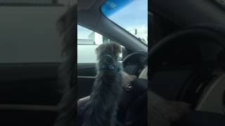 Barkley the &#39;Girl Watcher!&#39;