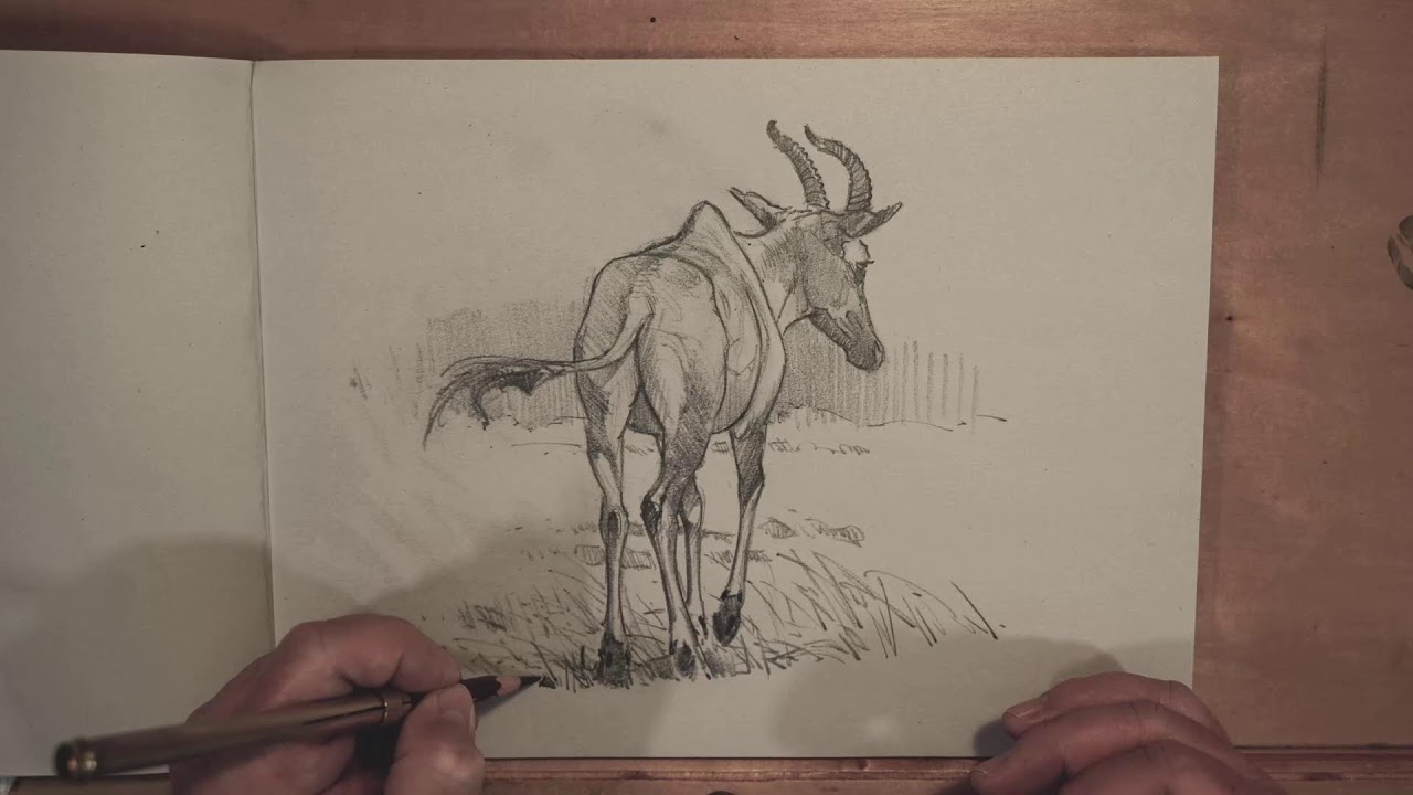 LIVE: Animal Drawing Stream