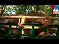 Captive Wild Elephant To Set Free In Wayanad Manorama News