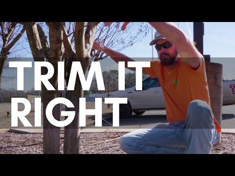 How to Trim a Crepe Myrtle