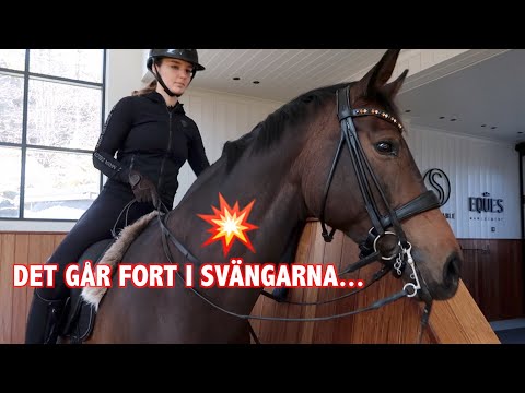 ♘ STALLVLOGG♘ HANDLAR PÅ GRANNGÅRDEN IGEN *äntligen*