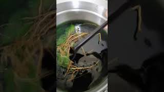 Download lagu masak minyak urut serai wangi daun bidara mp3