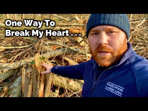 Natural England: The Guardian of England's Wild Side | Vibepedia