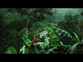 Rainforest Sounds With Thunder Rain And Birds Sounds For Sleep Study And Meditation