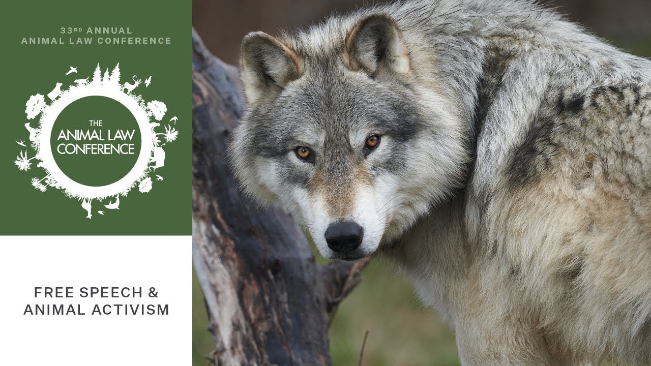 Free Speech & Animal Activism