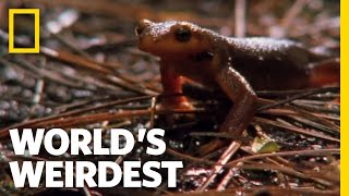 World's Weirdest - Swallowed Newt Escapes Death