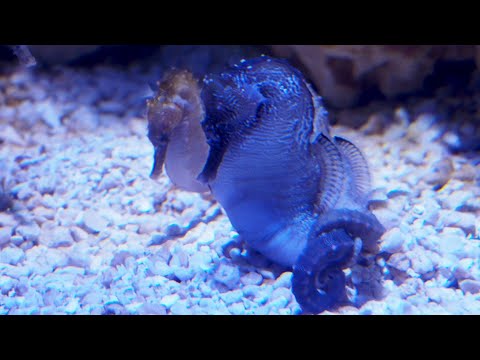 Seahorse Mating Dance - CAPTURED!