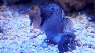 Seahorse Mating Dance - CAPTURED!
