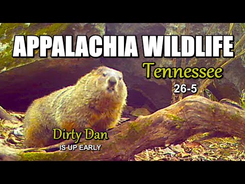Appalachia Wildlife Video 2026-5 of AS THE RIDGE TURNS in the Foothills of the Great Smoky Mountains