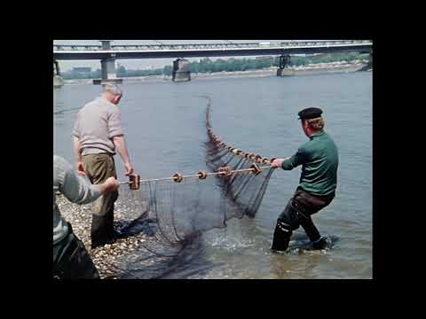 Rheinfischerei. Teil 2: Zegennetz
