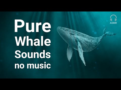 Stress Relief Relaxing Meditation Whale Sounds [NO MUSIC] for deep sleep