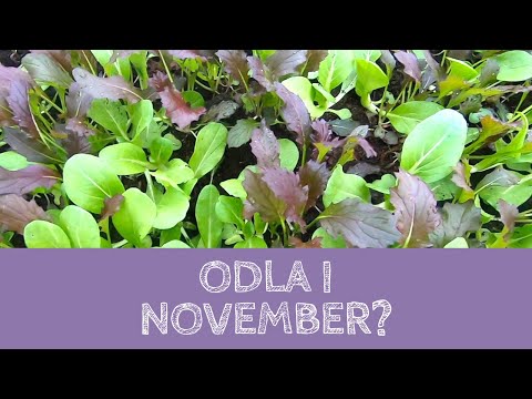 Odla i NOVEMBER? - Vad växer i växthuset?